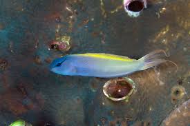 Forktail Blenny