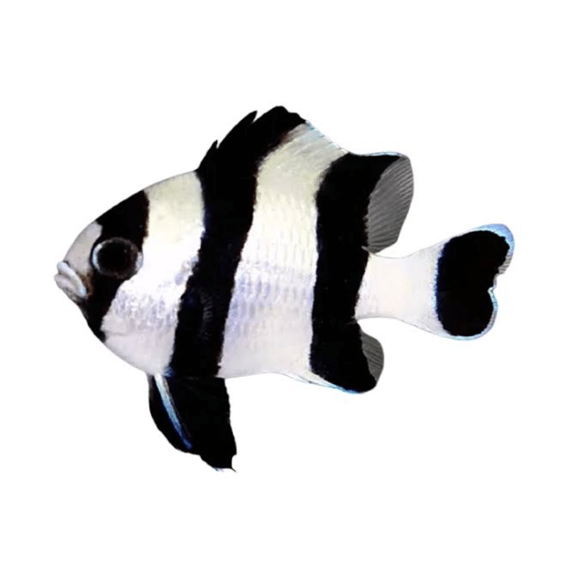 Indonesian Four stripe damselfish