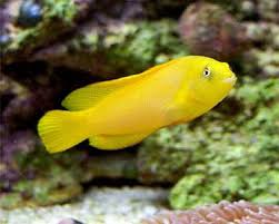 Golden Dottyback