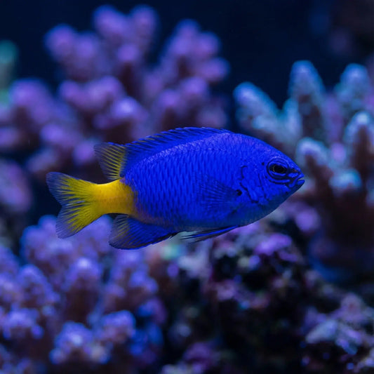 Blue Damselfish (Indian)
