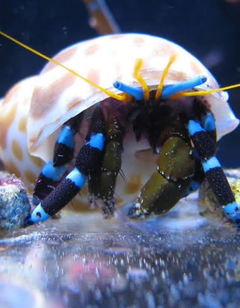 Blue Legged Hermit Crab (reef safe)