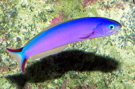 Purple Tilefish (Rare)