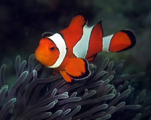 Phillipines Wild Red Ocillaris Clownfish