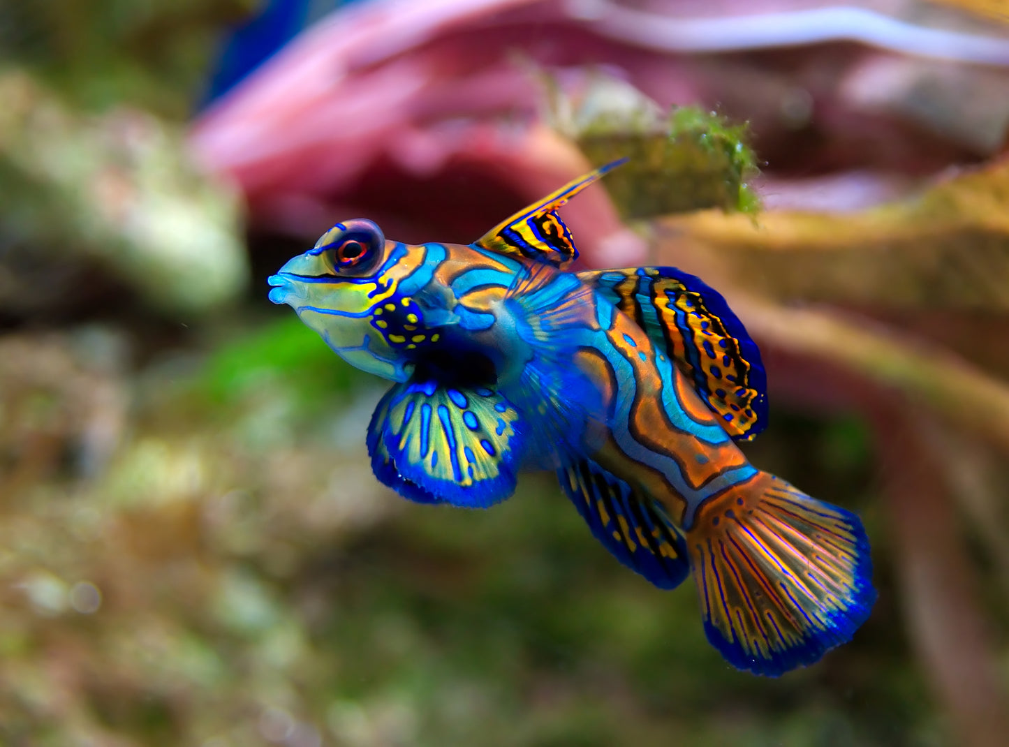 Mandarin Goby / Mandarinfish