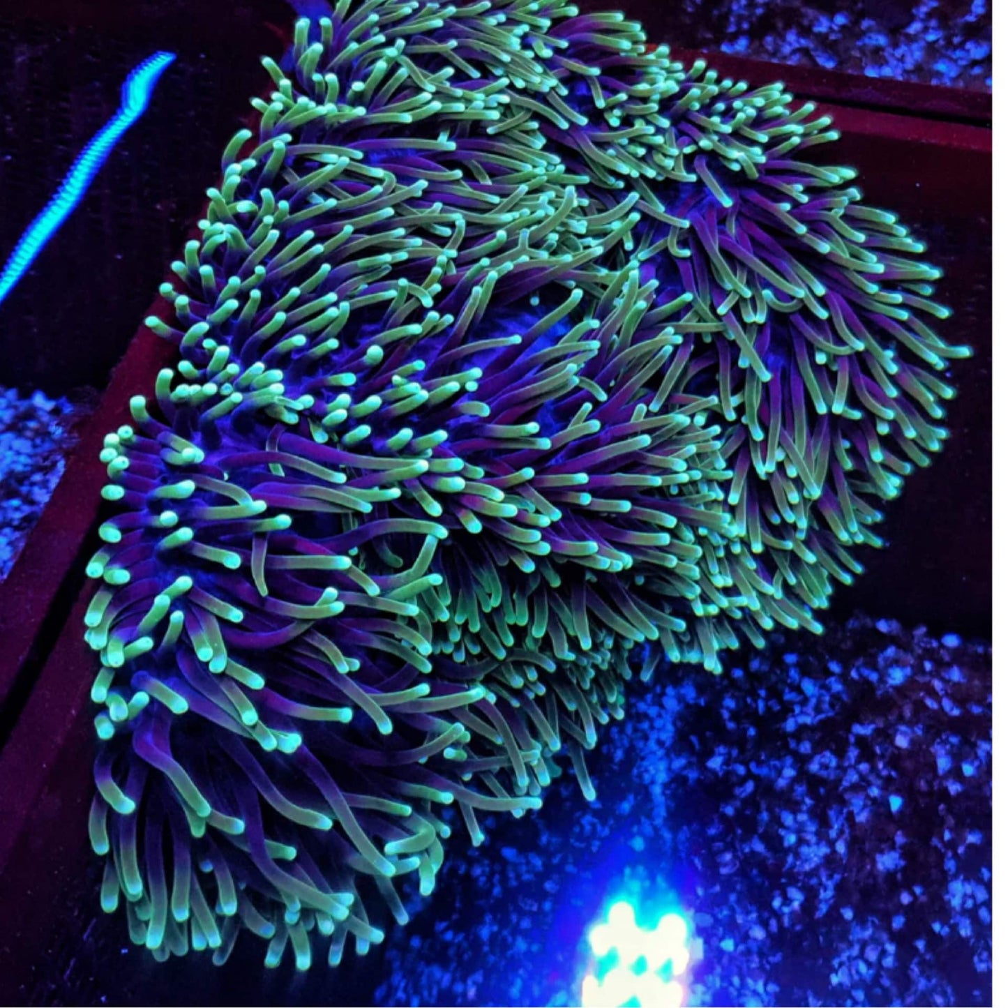 Magnificent / Ritteri Anemone