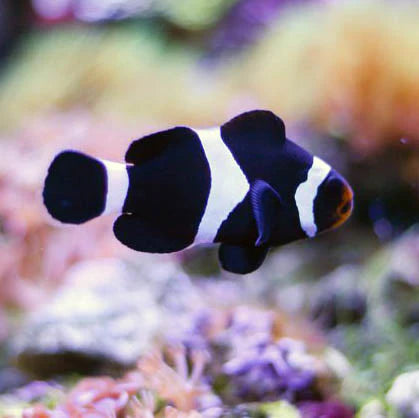 Darwin Clownfish