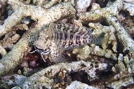 Jewelled Rockskipper