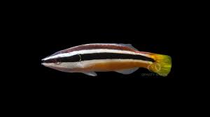 Julii Wrasse