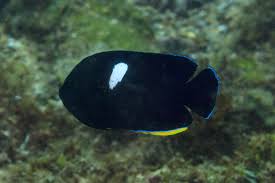 Keyhole Angelfish