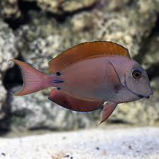 Spot-cheeked Tang / Lavender Tang