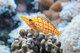 Long Nose Hawkfish