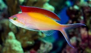 Madder Seaperch Anthias