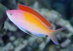 Madder Seaperch Anthias