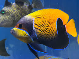 Majestic Angelfish (Adult)