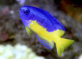 Metalic Blue Yellow Belly Damsel