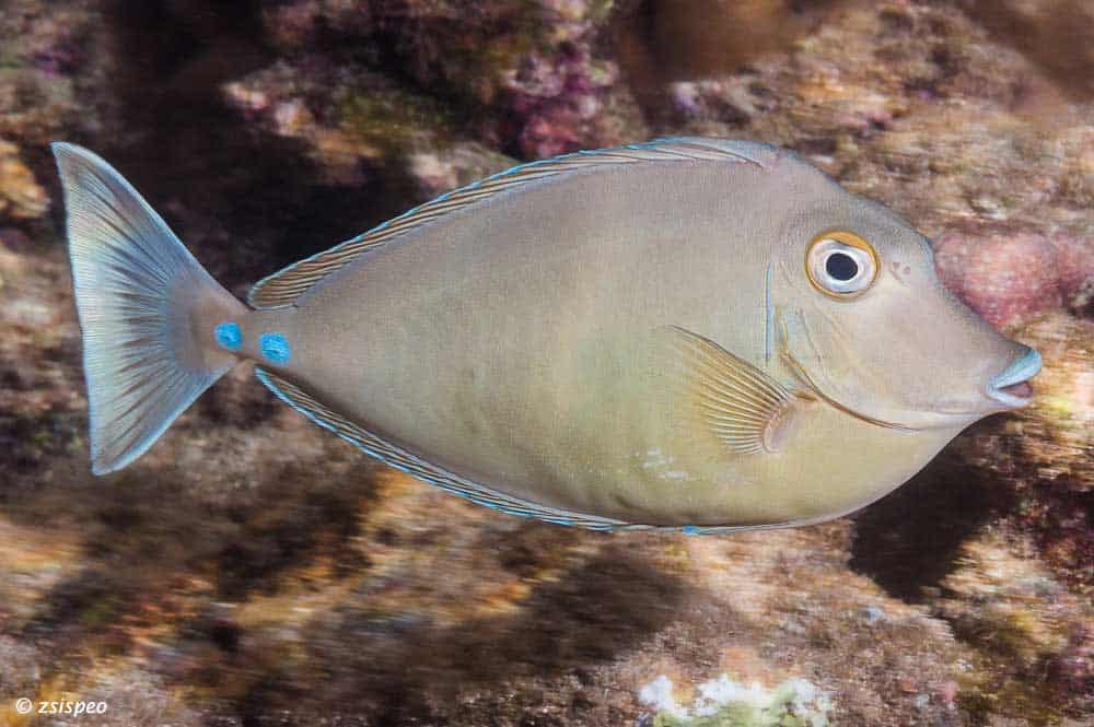 Unicorn Naso Tang (Unicornfish)