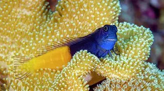 Fiji Bicolor Blenny (Male)
