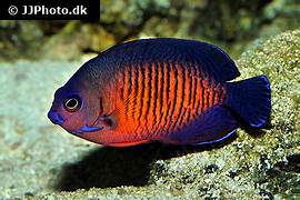 Philippines Coral Beauty