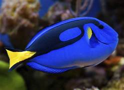 (Dory) Blue Surgeonfish / Regal Blue Tang