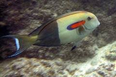 Orange Shoulder Tang