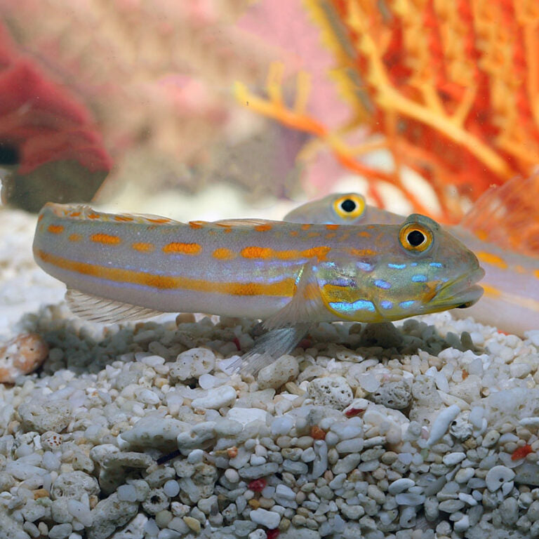 Orange Spotted Goby