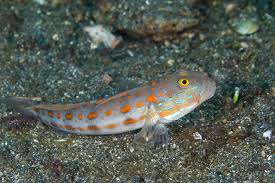 Orange Spotted Goby