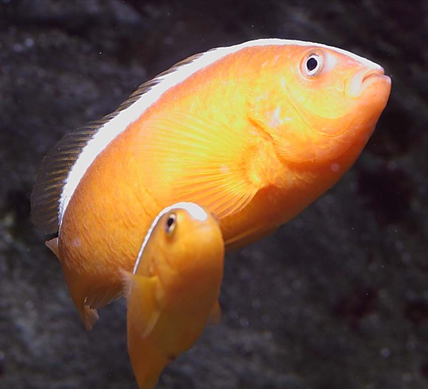Orange Skunk Clownfish