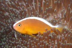 Orange Skunk Clownfish