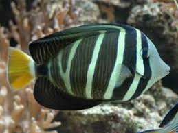 Pacific Sailfin Tang