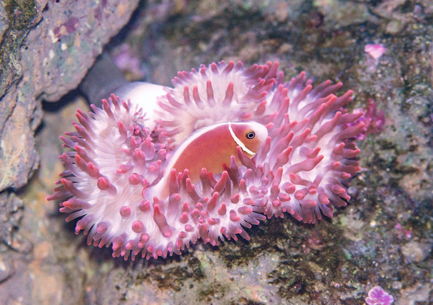 Pink Skunk Clownfish