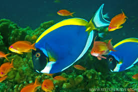SriLankan Powder Blue Tang
