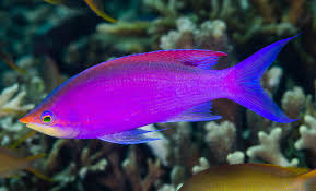 Purple Queen Anthias