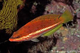 Red Banded Fairy Wrasse (Rare)