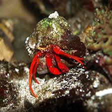 Red Legged Hermit Crab