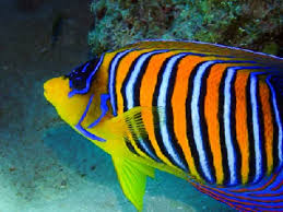 Red Sea Angelfish