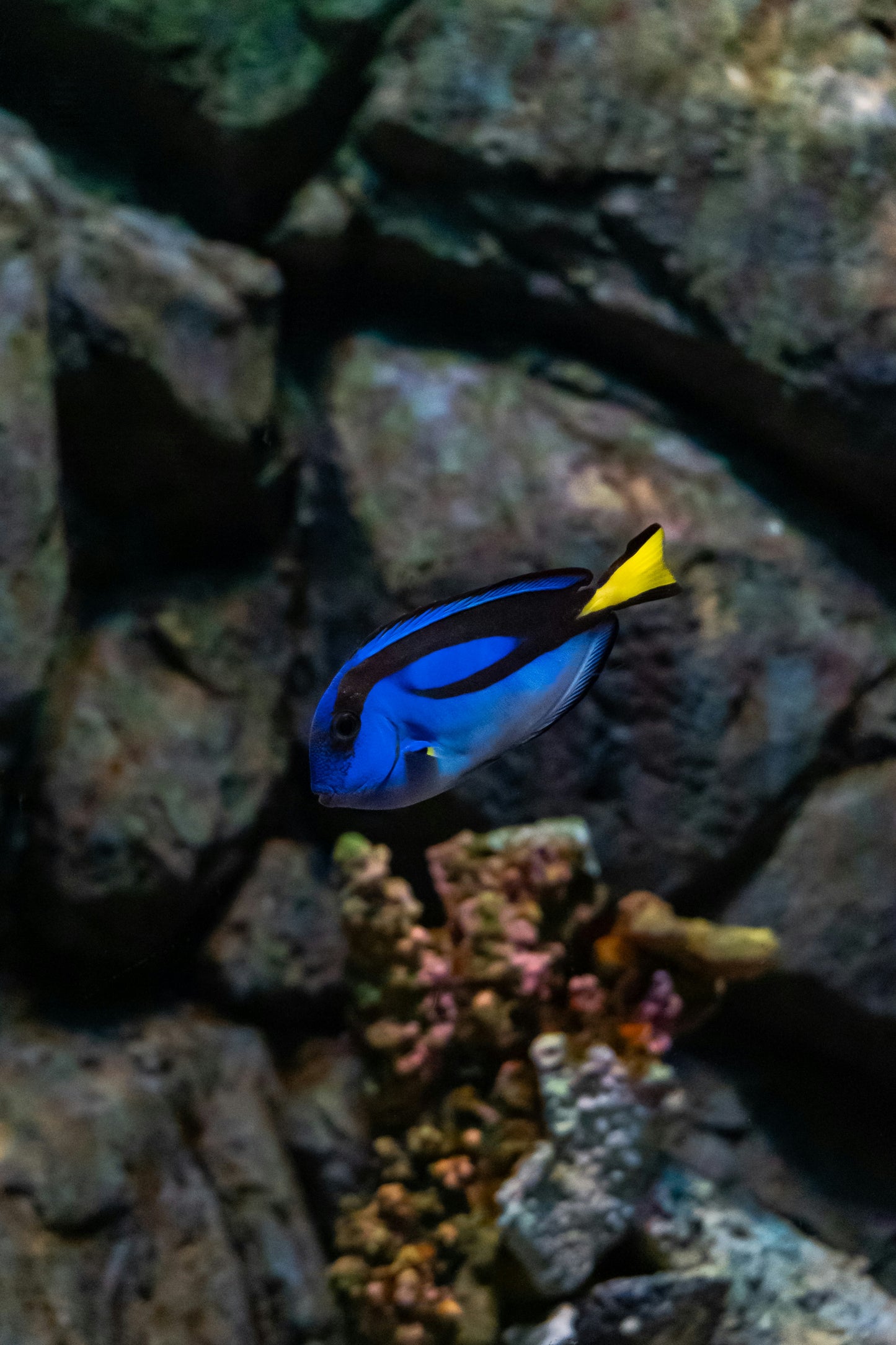 Blue Surgeonfish / Regal Blue Tang
