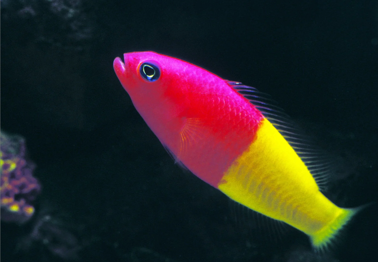 Royal Dottyback