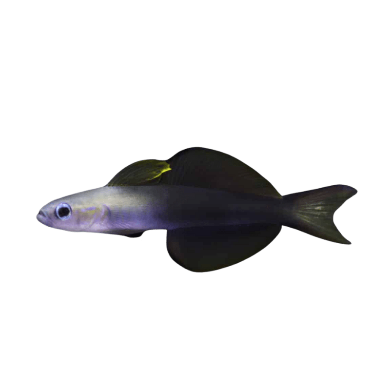 Scissortail Rat Goby