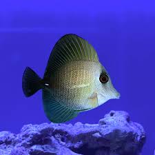 Scopas Tang