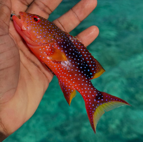 Skunk Grouper