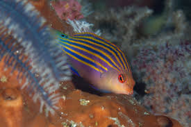 Six Stripe Wrasse