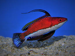 Social Fairy Wrasse