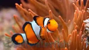 True Percula Clownfish