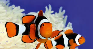 True Percula Clownfish