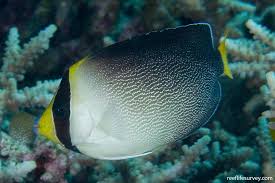 Vermiculated Angelfish