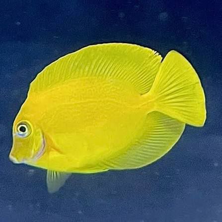Philippines Yellow Tang