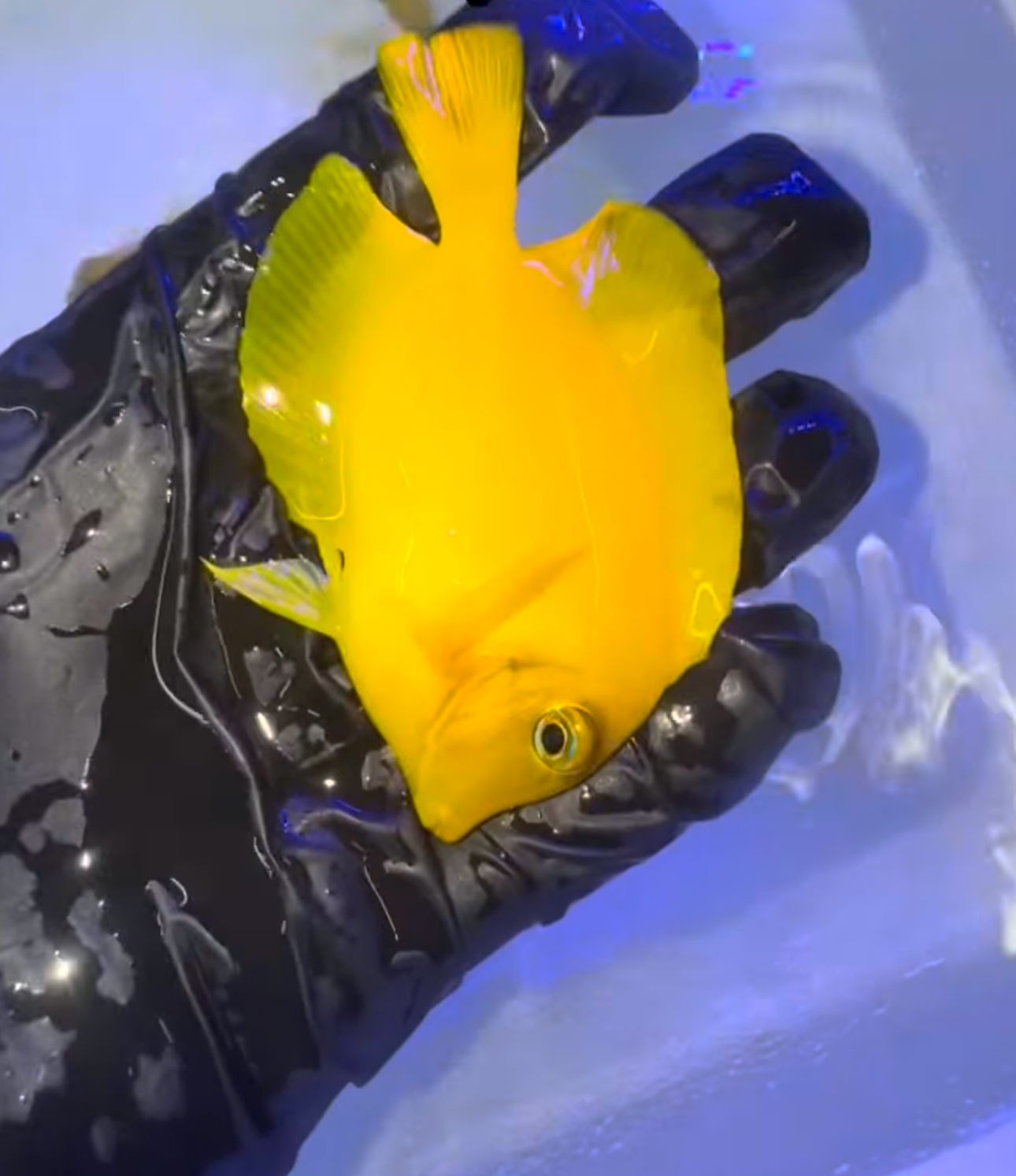 Philippines Yellow Tang