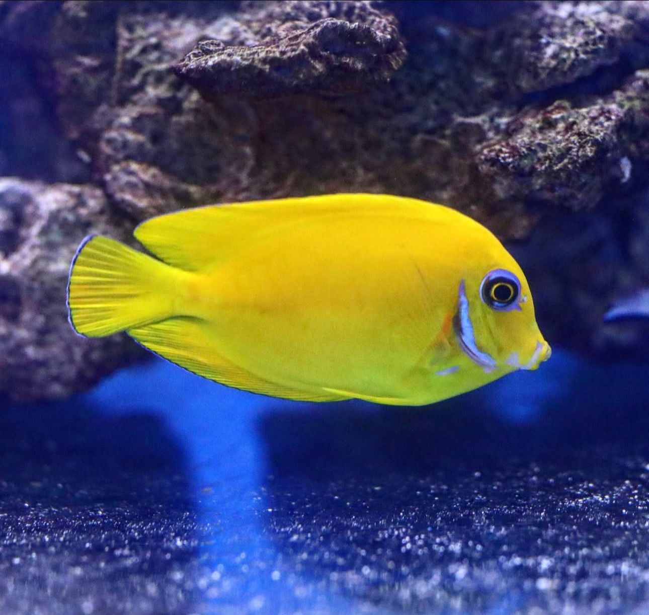 Philippines Yellow Tang