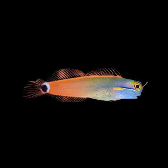 Tail Spot Blenny