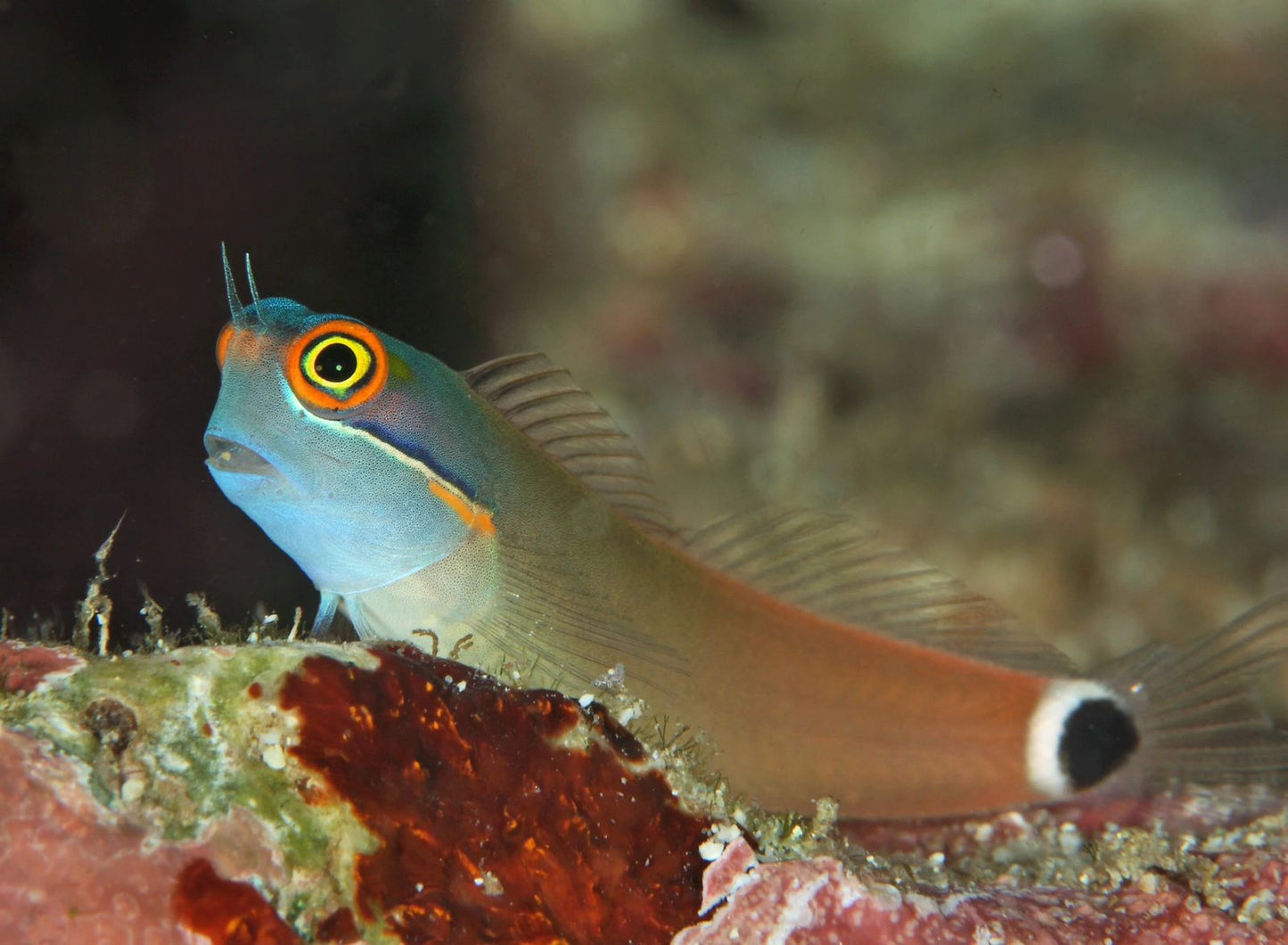 Tail Spot Blenny